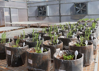 Casa de Vegetação alia tecnologia e expande ensino de agronomia