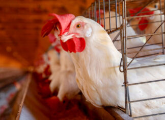Conselho de sanidade agropecuária alerta sobre cuidados para a gripe aviária