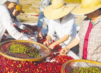 ‘Mulheres do Café’ completa dez anos e impulsiona protagonismo feminino