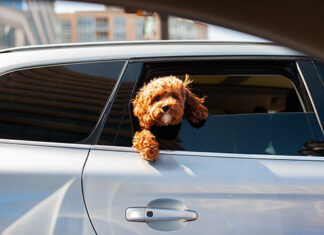 Brasil na liderança com os pets, mas muitos tutores ainda desconhecem as normas de transporte