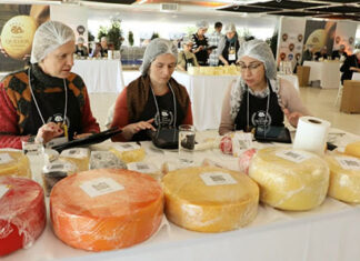 Jurados começam a escolher os melhores queijos do Paraná