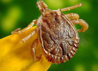 Com um caso confirmado em 2023, Saúde está em alerta e monitora a febre maculosa