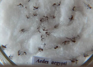 Nova vacina contra a dengue chega ao Brasil na próxima semana