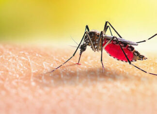 Boletim semanal da dengue confirma 10,5 mil novos casos e cinco óbitos no Paraná