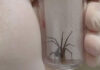 Captura anual de 45 mil aranhas-marrons viabiliza 15 mil ampolas de antiveneno no Paraná