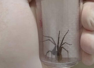 Captura anual de 45 mil aranhas-marrons viabiliza 15 mil ampolas de antiveneno no Paraná