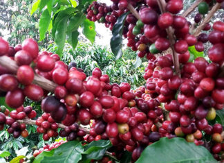 Maior prêmio do segmento, Café Qualidade Paraná 2023 está com as inscrições abertas