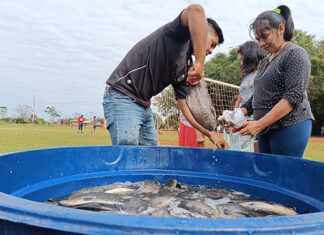 Itaipu conclui distribuição de 2,5 toneladas de peixes para comunidades indígenas