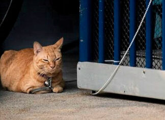 Advogada é denunciada por manter gatos amarrados com corda de nylon