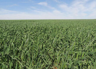 Área reservada à agropecuária no país cresceu 50% em 37 anos