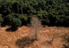Brasil perde 15% de florestas naturais em quase 40 anos, diz MapBiomas