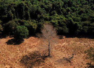 Brasil perde 15% de florestas naturais em quase 40 anos, diz MapBiomas