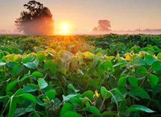 Família desiste de vender propriedade após fazer curso do SENAR-PR