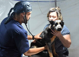 Quarto ciclo do Castrapet vai beneficiar 151 municípios do Paraná em 2024