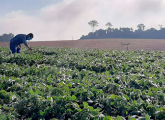 IDR-Paraná e parceiros iniciam Alerta Ferrugem para monitorar doença que afeta a soja
