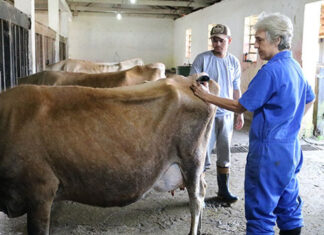 Estação do IDR-Paraná desenvolve pesquisa com acupuntura em animais