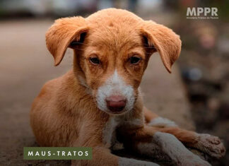 Mulher adota cãozinho caramelo, mas negligencia cuidados de saúde, alimentação e higiene