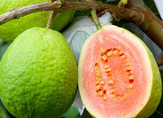 Doce e resistente, goiaba projeta Carlópolis com cultivo inovador e união de produtores