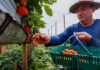 Morango do Norte Pioneiro impulsiona renda de produtores