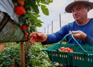 Morango do Norte Pioneiro impulsiona renda de produtores