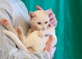 Paraná estabelece normas para destinação de animais mortos por esporotricose