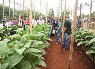 NEAT promove III Dia de Campo Orgânico no Campus Luiz Meneghel