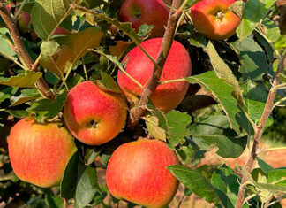 Produtores de São Jerônimo da Serra dão início à colheita de maçãs no Paraná