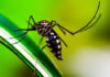 Paraná registra 4.398 casos de Dengue e circulação confirmada em 216 municípios