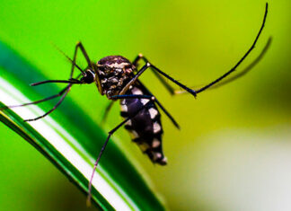 Paraná registra 4.398 casos de Dengue e circulação confirmada em 216 municípios