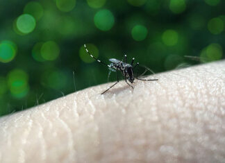 Primeiro boletim da dengue de 2024 confirma 9.189 casos da doença no Paraná