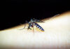 Óbito por Dengue em Cornélio