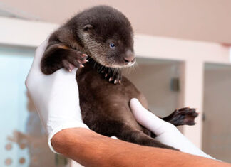 Refúgio Biológico da Itaipu ganha novos moradores