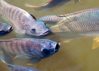 FAEP é contra importação de tilápia do Vietnã