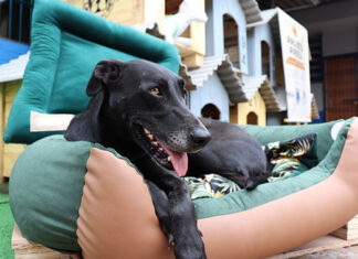 Casinhas para cães resgatados das ruas são produzidos por detentos