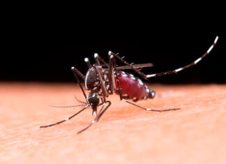 MPPR em Cornélio Procópio cumpre mandados de busca e apreensão em depósito com suspeita de existência de criadouros do mosquito da dengue