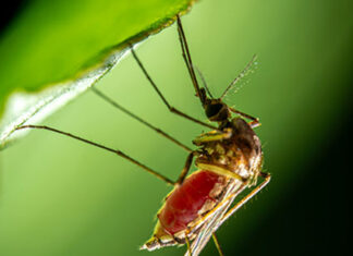 Boletim da dengue confirma 7.238 novos casos e dois óbitos por dengue no Paraná