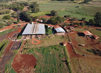 Sicredi neutraliza emissões de carbono