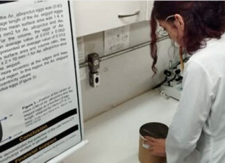 Egressa da UENP, bolsista desenvolve pesquisa que pode reduzir número de mosquitos que transmitem dengue