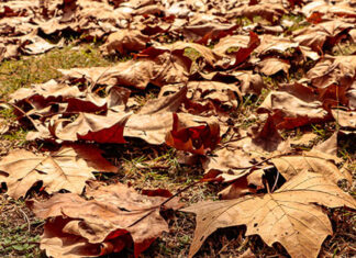 Outono terá veranicos, nevoeiros, geadas e diminuição das chuvas no Paraná