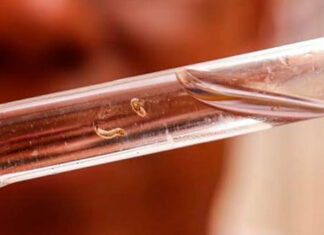 Novo boletim da dengue registra 22,2 mil casos e 11 óbitos no Paraná