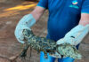Técnicos do IAT devolvem jacaré à natureza em Leópolis