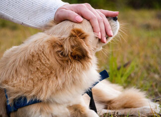Expo Pet é novidade na ExpoLondrina e promete fomentar mercado pet de toda a região