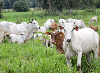 Prazo para atualização obrigatória de rebanhos começa em 1º de maio no Paraná
