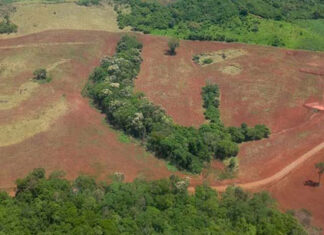 Primeira operação remota contra desmatamento aplica R$ 5,9 milhões em multas