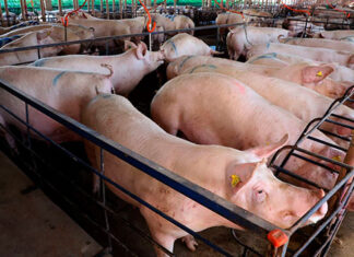 Campanha de atualização de rebanhos começou nesta quarta-feira no Paraná