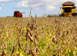 Vazio sanitário da soja inicia neste domingo para algumas regiões do Paraná