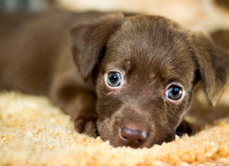 O relacionamento acabou: com quem fica a guarda do pet?