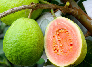 UENP abre inscrições para primeira turma do curso tecnólogo em Fruticultura