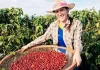 Café especial produzido por mulheres do Norte Pioneiro será exposto no Chile