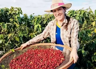 Café especial produzido por mulheres do Norte Pioneiro será exposto no Chile